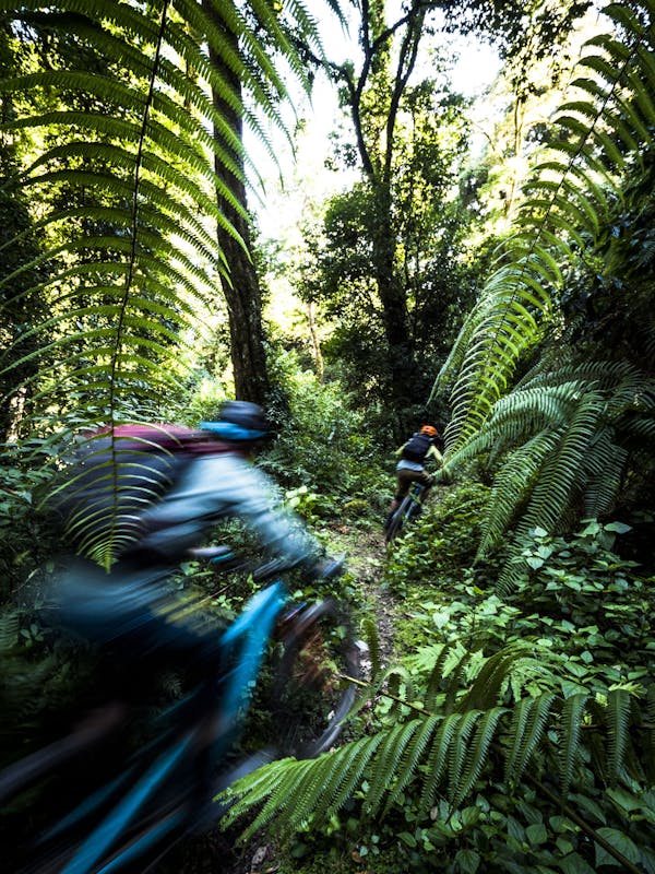 Two riders dart through a lush forest
