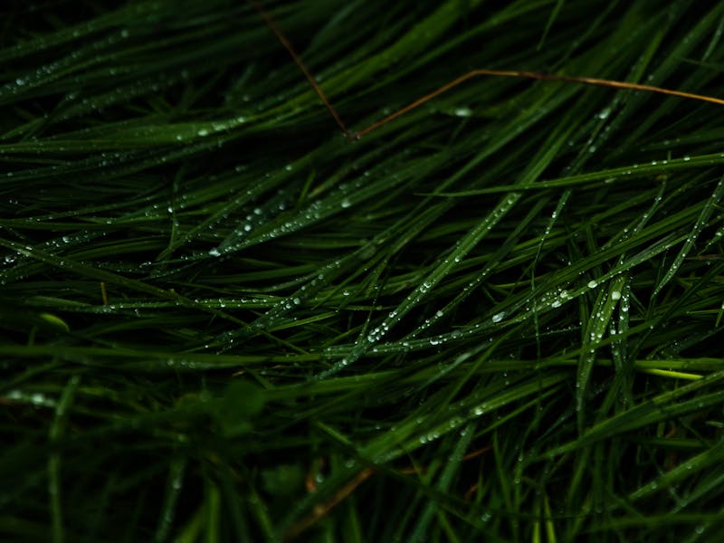 EWS 9 Tweed Valley - Grass