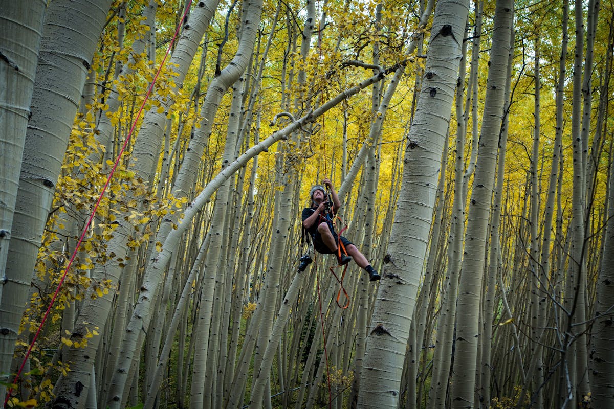 Joey Schusler dangling from a rope high in aspen trees