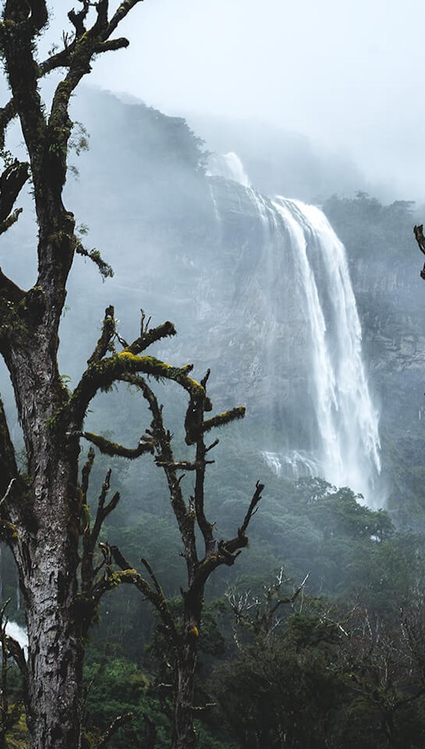 Moss covered trees and fog frame a distant waterfall in the background